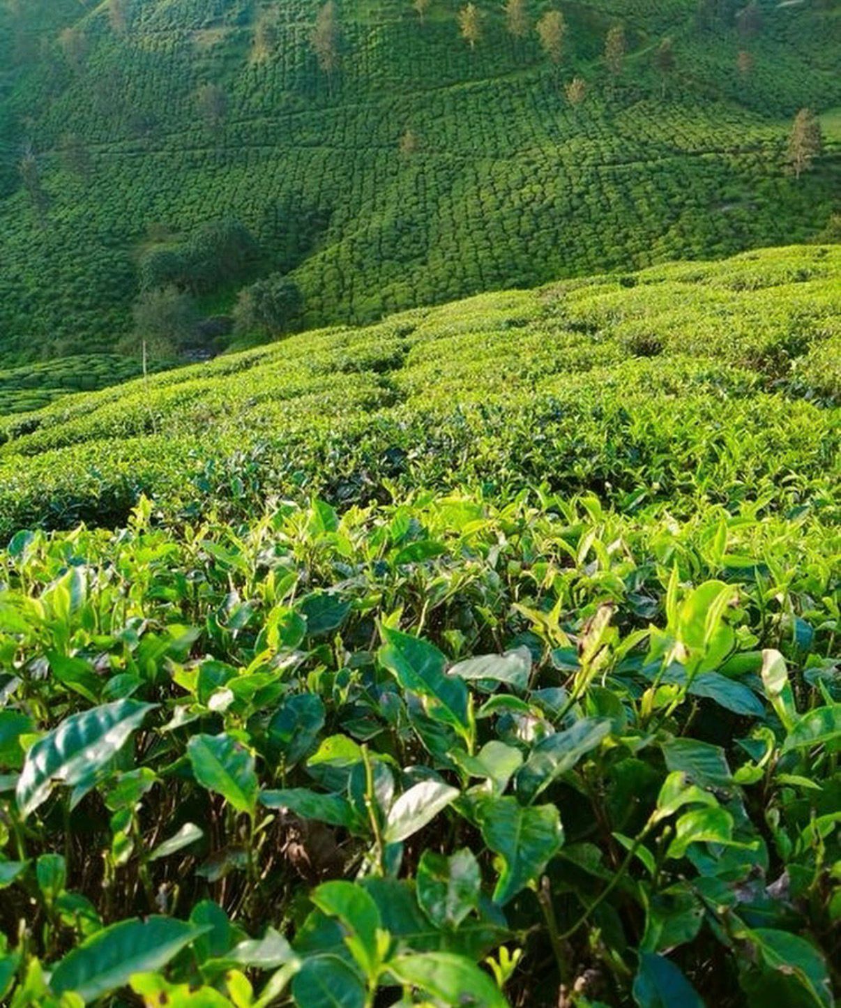 Pennilah Gardens, Limuru